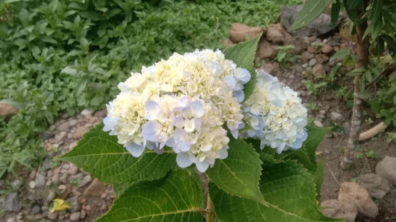 Catat! Ini 3 Manfaat Bunga Bokor bagi Kesehatan Tubuh Manusia, Cek Disini!