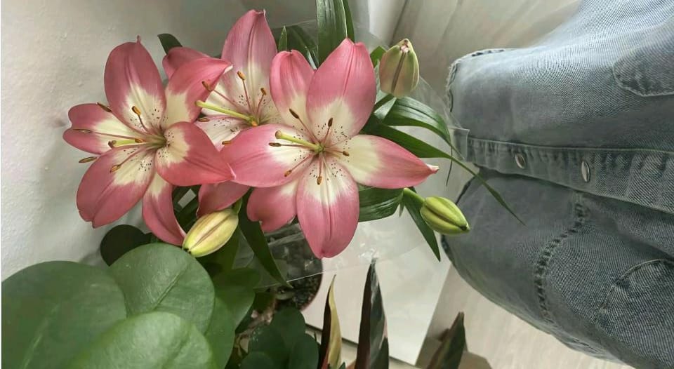 Rahasia Bunga Lily,  Manfaat Tersembunyi yang Belum Banyak Diketahui!