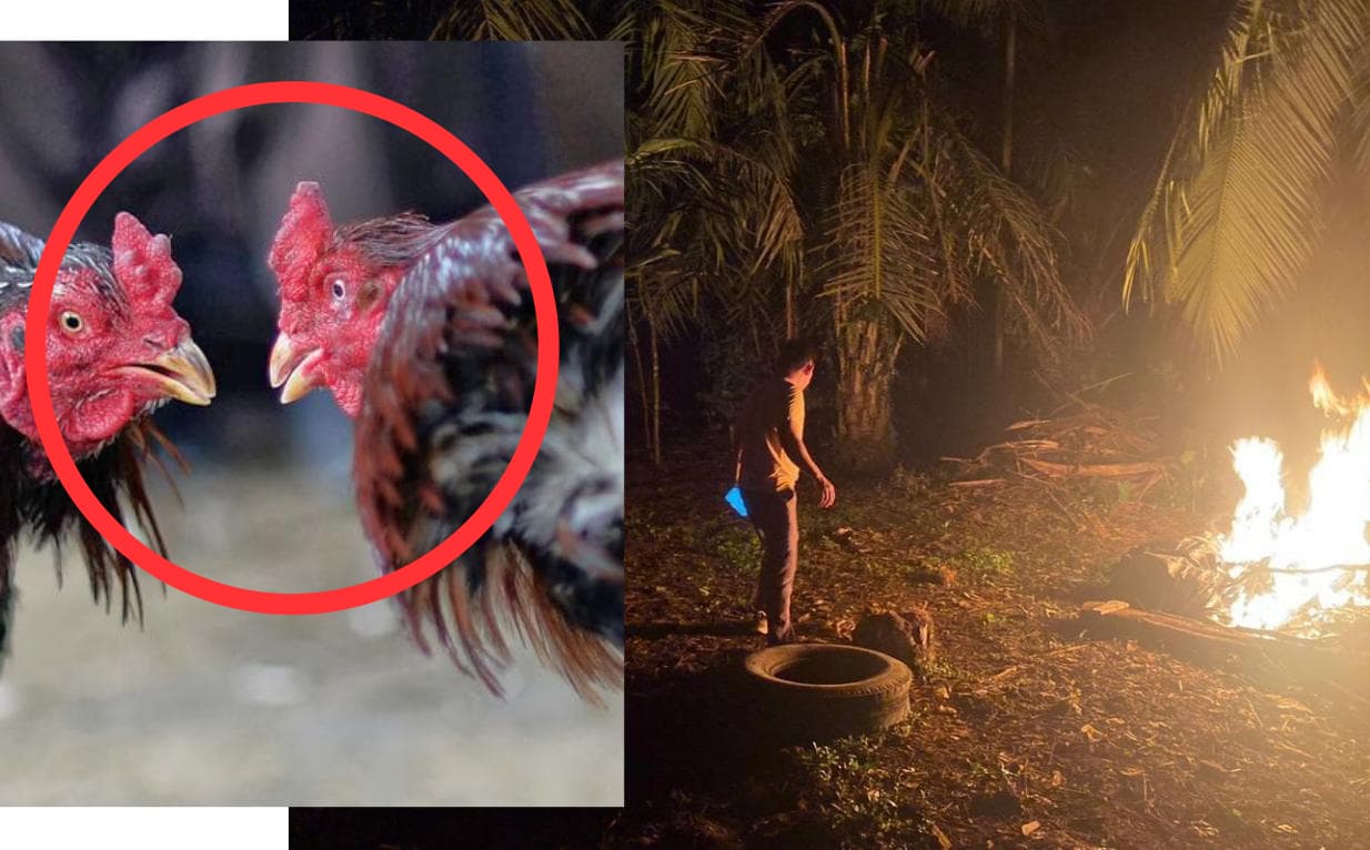 Tak Berkutik, Aktivitas Sabung Ayam di Rejang Lebong Dibubarkan Aparat