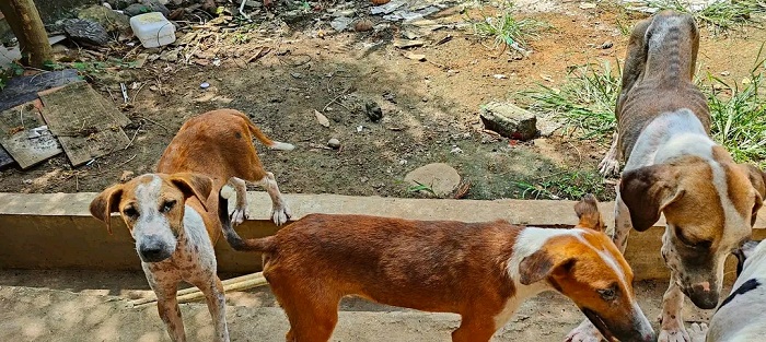 Waduh!! 74 Kasus Rabies Didominasi Anjing
