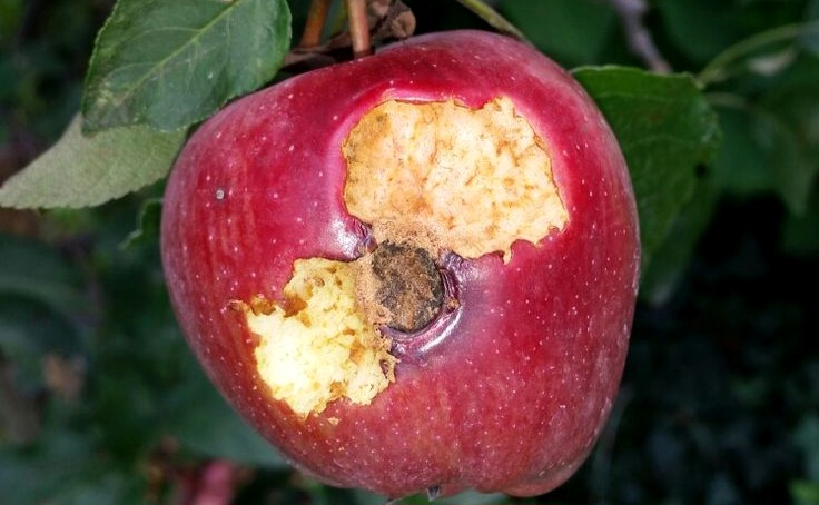 Jangan Sembarangan Makan Buah Jatuh, Ini Risiko Virus Nipah Menurut Dokter Anak