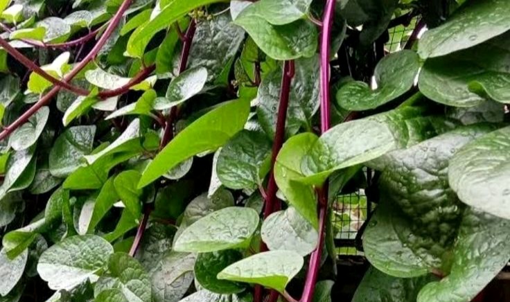 Kaya Antioksidan, Ini Deretan Manfaat Daun Binahong Merah bagi Tubuh