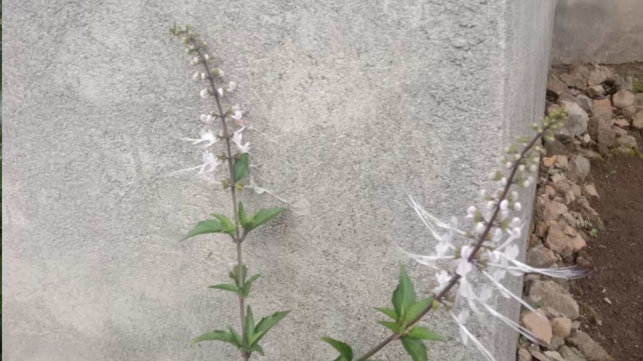 3 Manfaat Tanaman Kumis Kucing untuk Kesehatan Tubuh Manusia, Cek Disini!