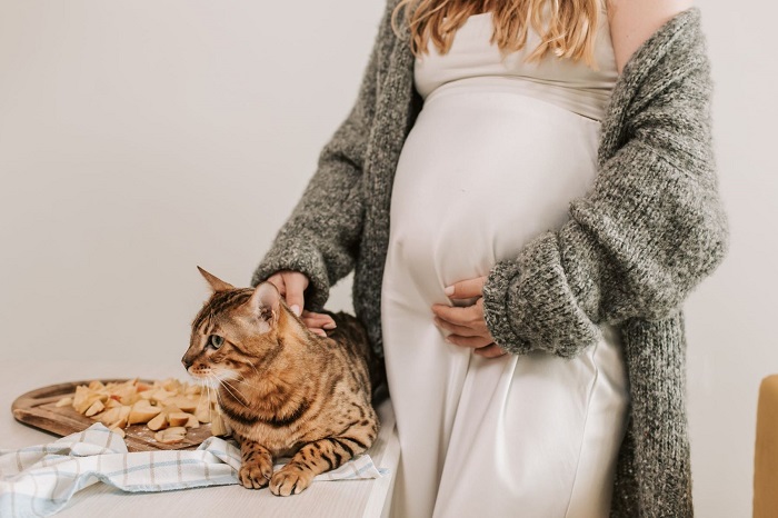 Benarkah Kucing Dapat Mendeteksi Kehamilan Seseorang?