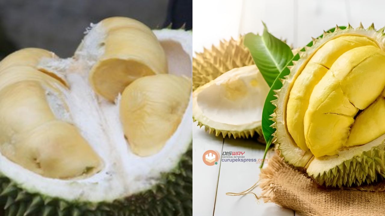 Jangan Tertipu! Berikut Tips Memilih Durian Musang King yang Terbaik untuk Langsung Dimakan