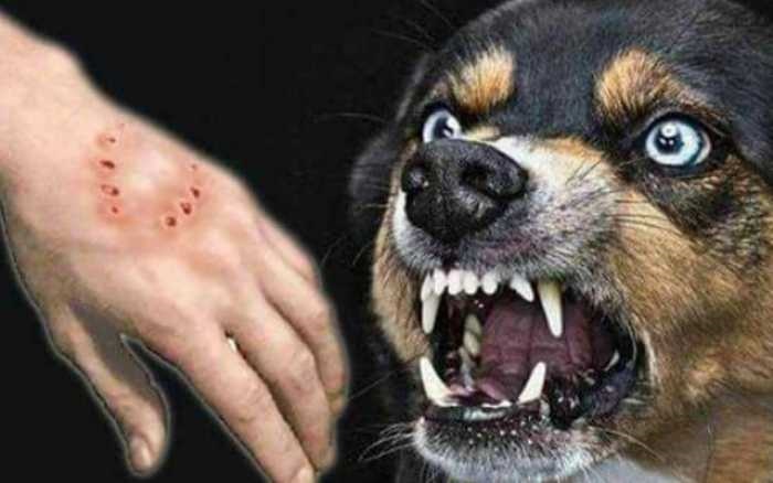 Sebulan, Warga Digigit Hewan Penular Rabies Bertambah 38 Kasus