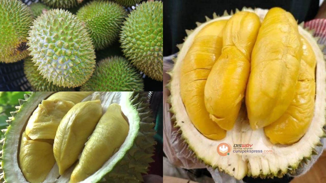 Sering Disebut Raja Durian, Ini 5 Fakta Menarik Durian Musang King!