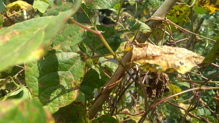 Petani Mengeluh, Tanaman Diserang Hama Ulat