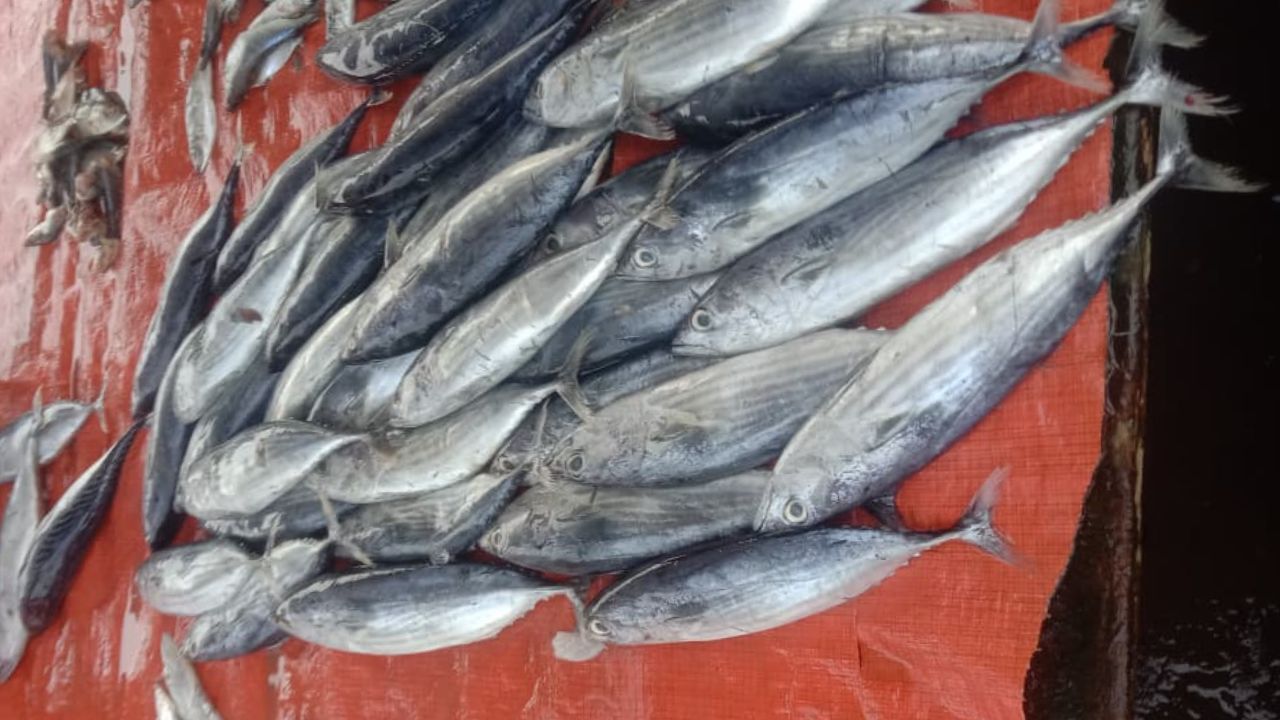 3 manfaat ikan cakalang bagi kesehatan tubuh manusia yang Wajib Diketahui.