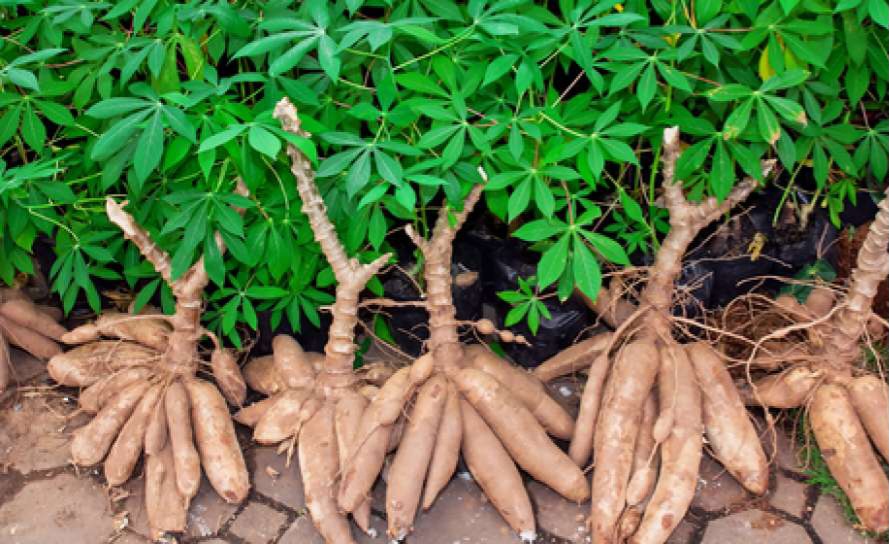  Ubi Racun Bisa Berbahaya, Ini Cara Detoksifikasi yang Tepat dan Aman