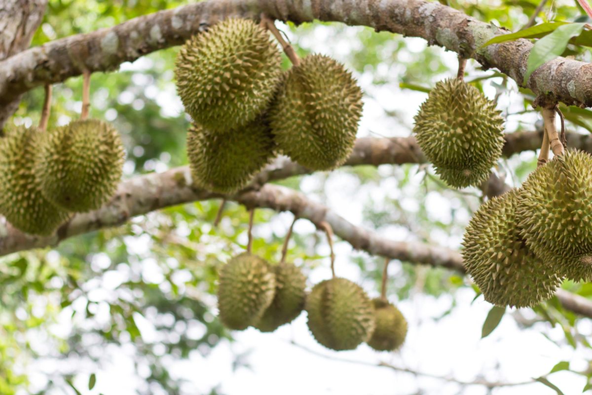  Mau Durian Berbuah Lebat dan Manis? Begini Cara Merawatnya 