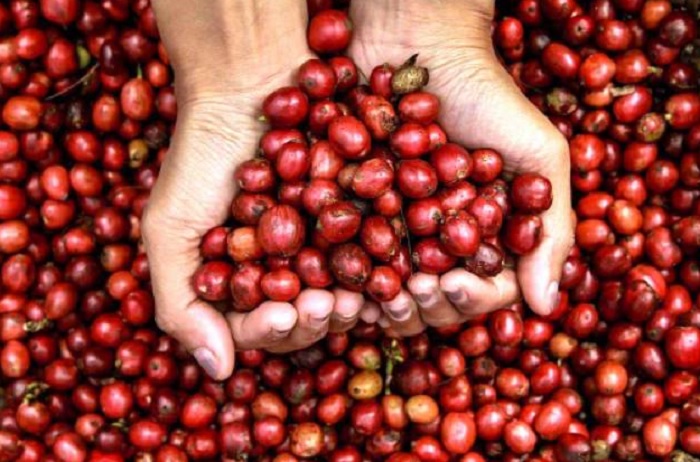 Stok Berkurang, Harga Kopi Terus Meroket