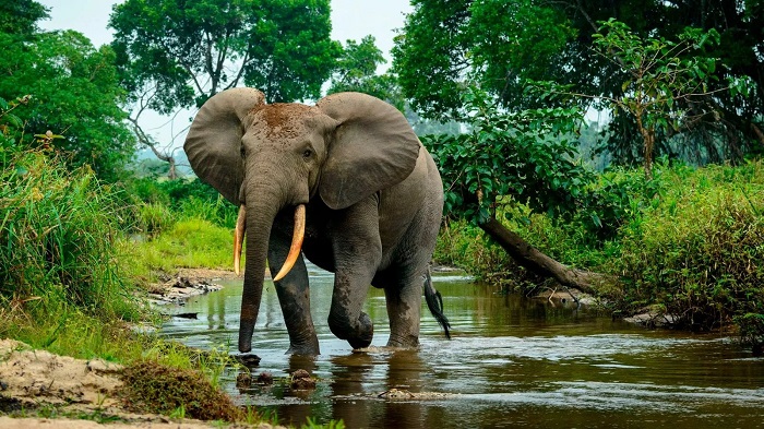 Studi Terbaru Ungkap Hal Menarik dari Gajah