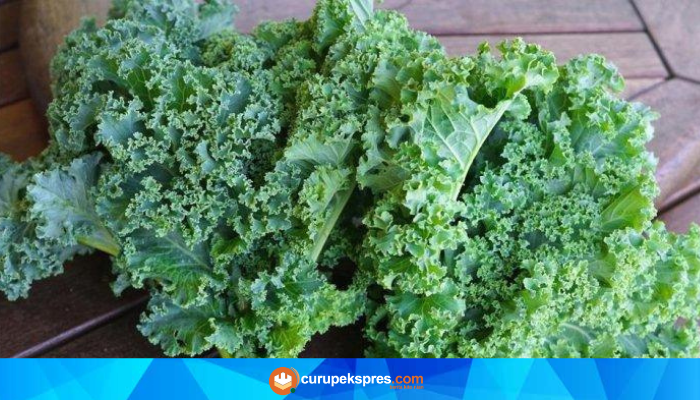 Kale: Sayuran Super yang Baik untuk Kesehatan Mata dan Tulang