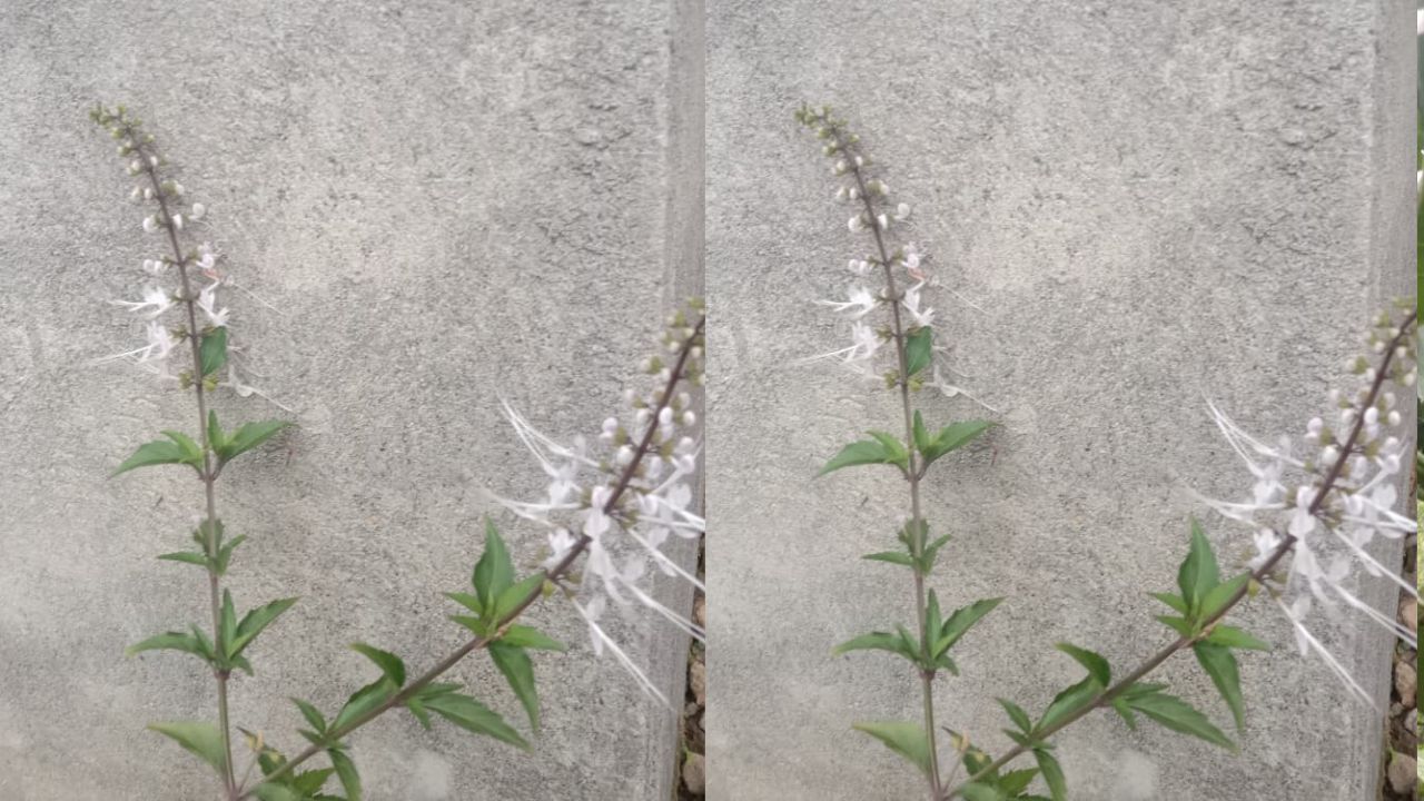 Cek disini! Ini 3 Manfaat Tanaman Kumis Kucing bagi Kecantikan Tubuh yang Jarang Diketahui