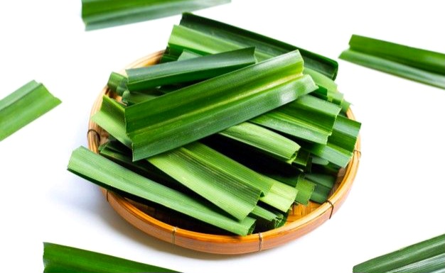 Daun Pandan Ternyata Punya Khasiat Medis, Ini Fakta yang Perlu Diketahui