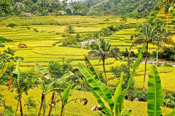 Produksi Padi Meningkat, Tertinggi se-Provinsi Bengkulu