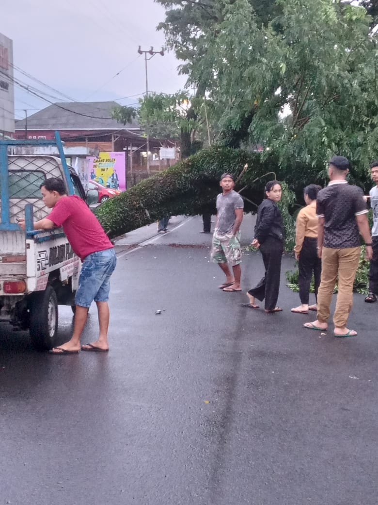 Pohon Tumbang di Talang Rimbo, Akibatkan Jalan Lumpuh Total