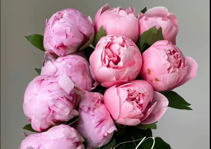 Peony Dalam Budaya: Dari Kekaisaran Tiongkok Hingga Taman Modern