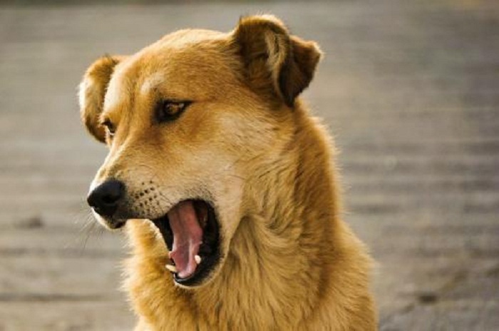 Digigit Anjing Rabies? Ketahui Pertolongan Pertama yang Harus Kamu Lakukan