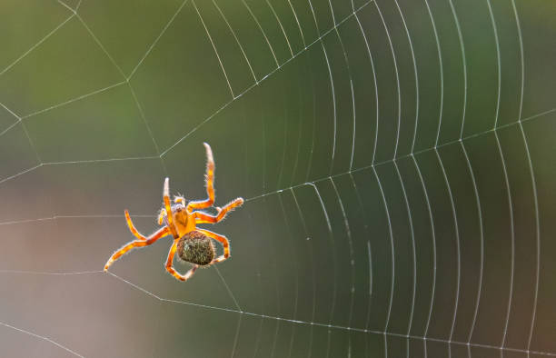 Mengapa Laba-laba Tidak Terjerat Jaringnya Sendiri?
