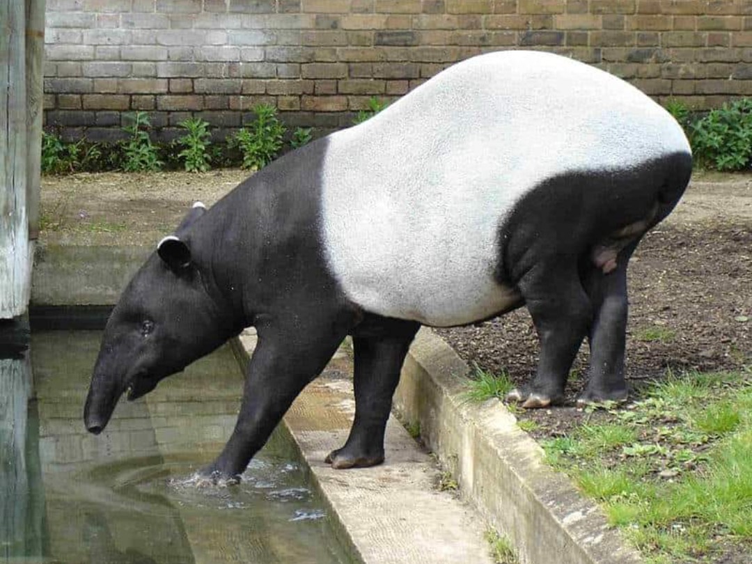 Tapir Viral di Kepahiang Terindikasi Ada yang Pelihara? BKSDA Lakukan Pengecekan