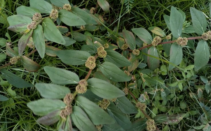  Tumbuh di Pekarangan, Patikan Kebo Menyimpan Manfaat Tak Terduga