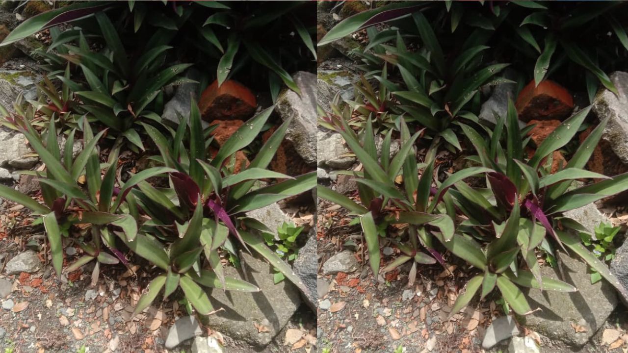 Kamu Harus Tahu! Ini Mitos Populer Tentang Bunga Adam Hawa di Kalangan Masyarakat Indonesia, Cek Disini!