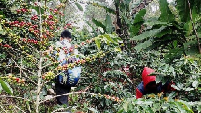 Harga Kopi di Lebong Naik Lagi, Ini Update Harga Terbarunya 