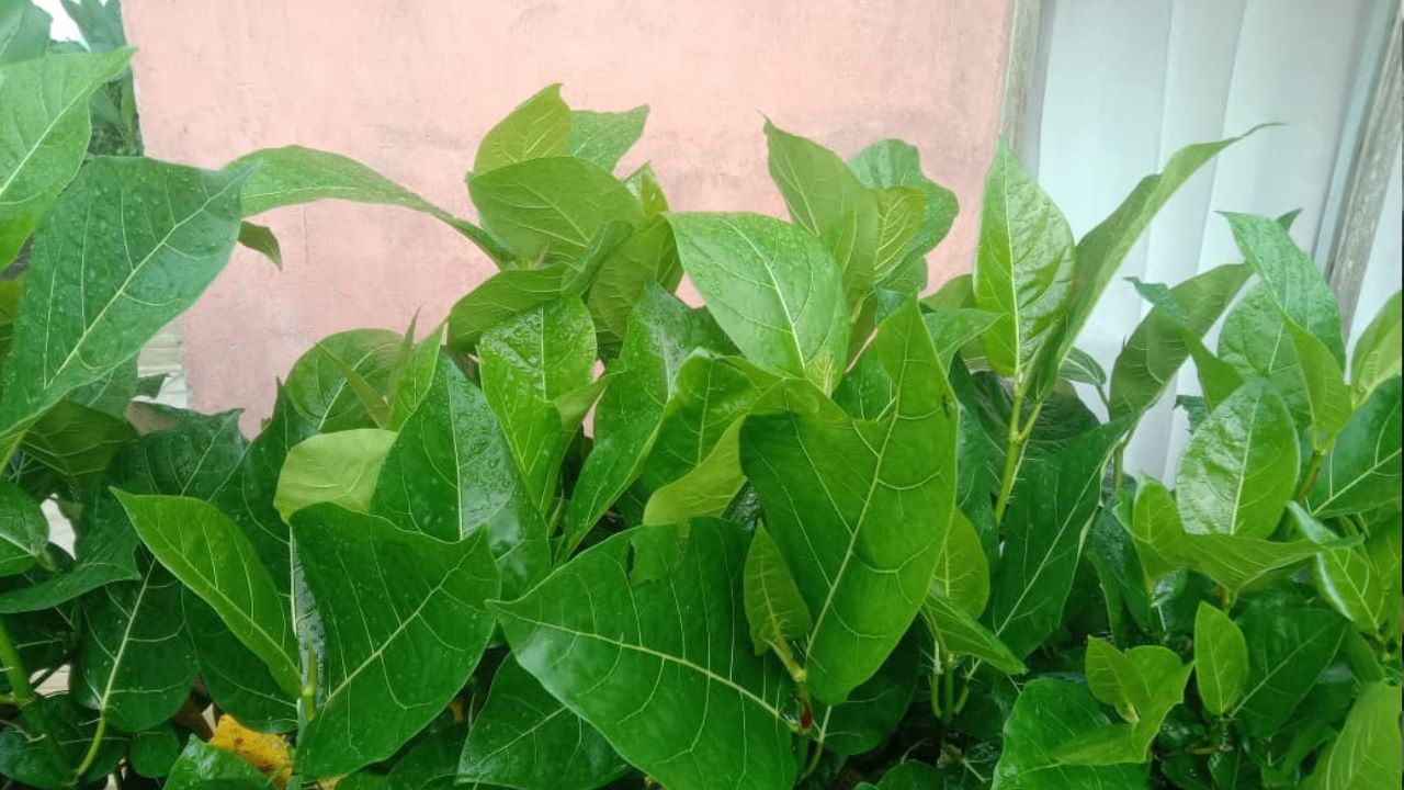 Catat! Ini 3 Manfaat Daun Awar - Awar bagi Kesehatan Tubuh Manusia, Cek Disini!