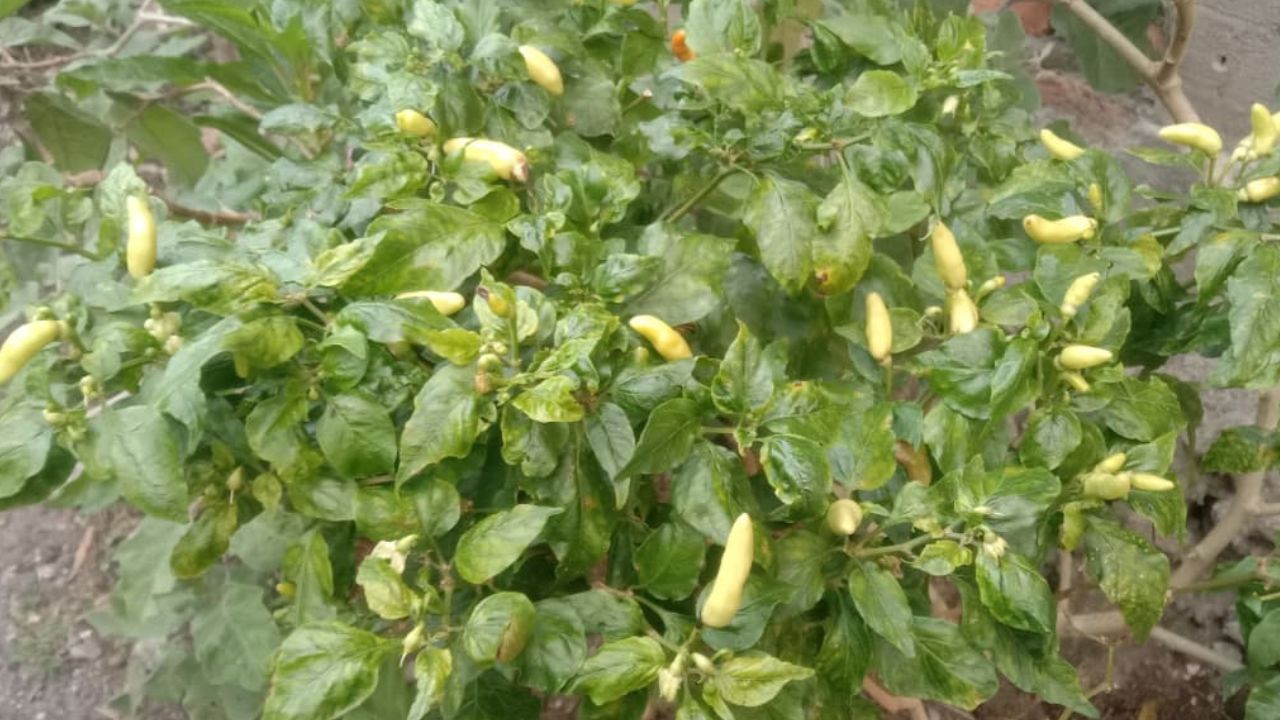 Tips Merawat Tanaman Cabe Dirumah agar Berbuah Lebat yang Wajib Kamu Ketahui