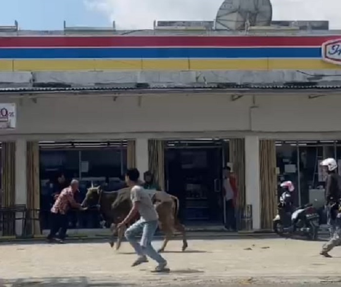 Ini Kumpulan Video Sapi Kurban di Curup Kabur Saat Akan Disembelih, Ada yang Sampai 'Jajan' ke Indomaret