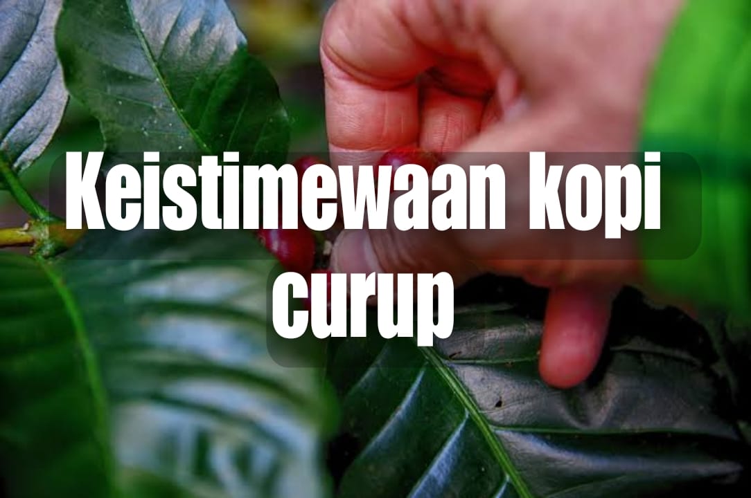 Keistimewaan Kopi Curup: Dari Kebun ke Cangkir