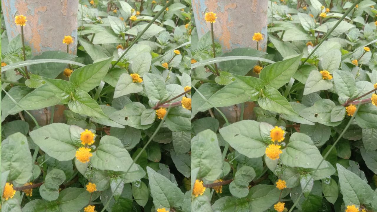 Khasiat Bunga Jontang Bagi Ibu Hamil, Salah Satunya Cek Disini!