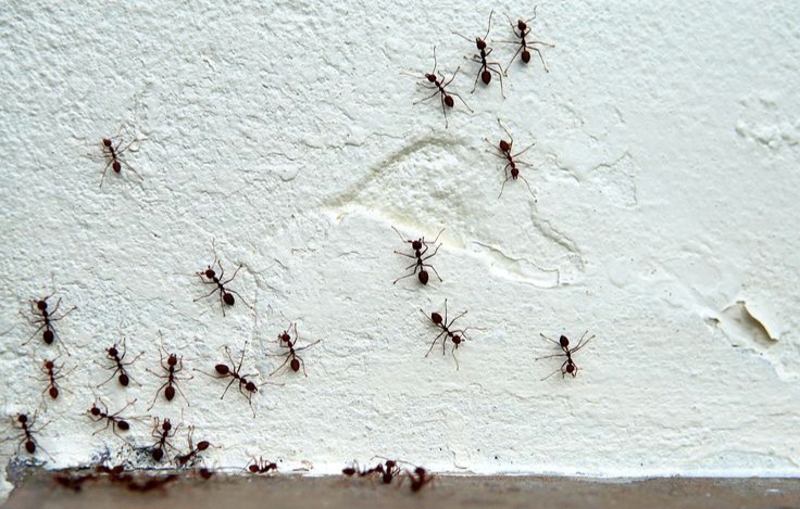 Atasi Semut Mengganggu di Rumah? Ini Penyebab dan Tips Ampuh Mengusirnya