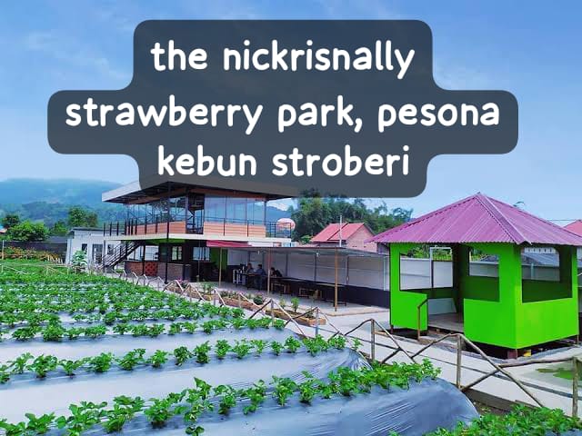 The Nickrisnally Strawberry Park Pesona Kebun Stroberi di Rejang Lebong