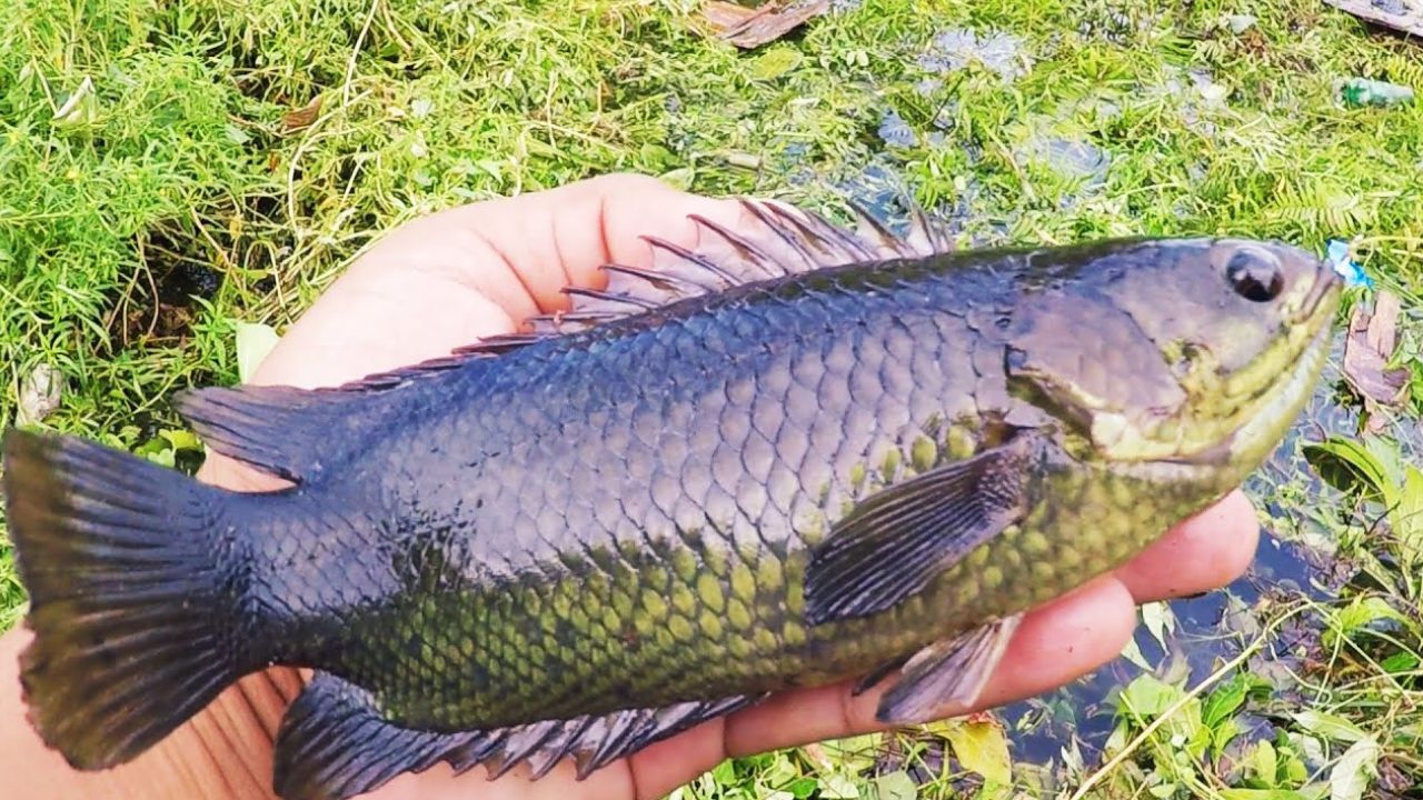 Manfaat Ikan Betok bagi Kesehatan Tubuh Manusia yang Jarang Diketahui, Cek Disini!