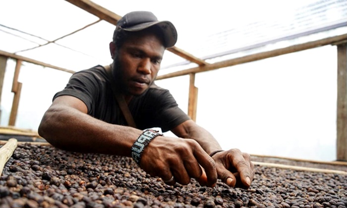   Kopi Tiom Lanny Jaya Tembus Pasar Nasional, Ini Rahasia di Baliknya