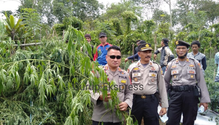 Memahami Dampak Sosial dan Ekonomi dari Larangan Ganja di Indonesia