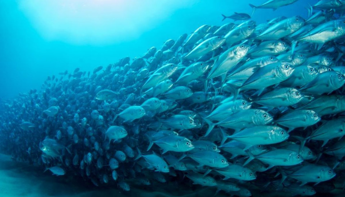 Mungkinkah Ikan di Laut Habis? 