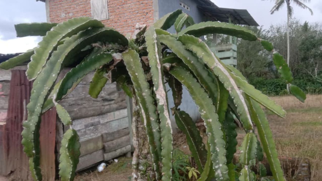 Tips Merawat Tanaman Buah Naga agar Selalu Berbuah Lebat dan Subur, Cek Disini!