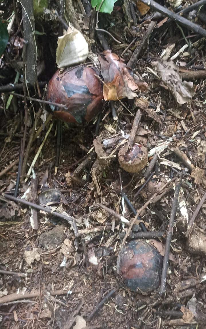 Rejang Lebong jadi Habitat Puspa Langka Rafflesia, Warga Terus Temukan Lokasi Baru!
