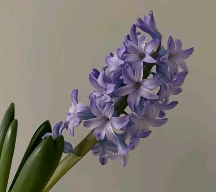 Hyacinth dan Hujan Musim Semi, Puisi yang Tumbuh daripada Tanah