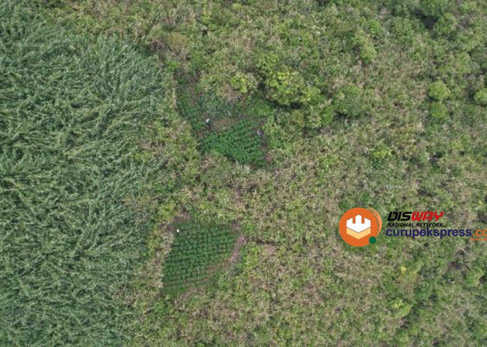 Geger Penemuan Ladang Ganja di TN Bromo Tengger Semeru, Ini Penjelasan Menhut