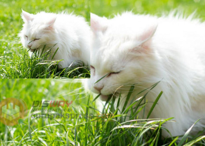 Inilah Alasan Kenapa Kucing Makan Rumput