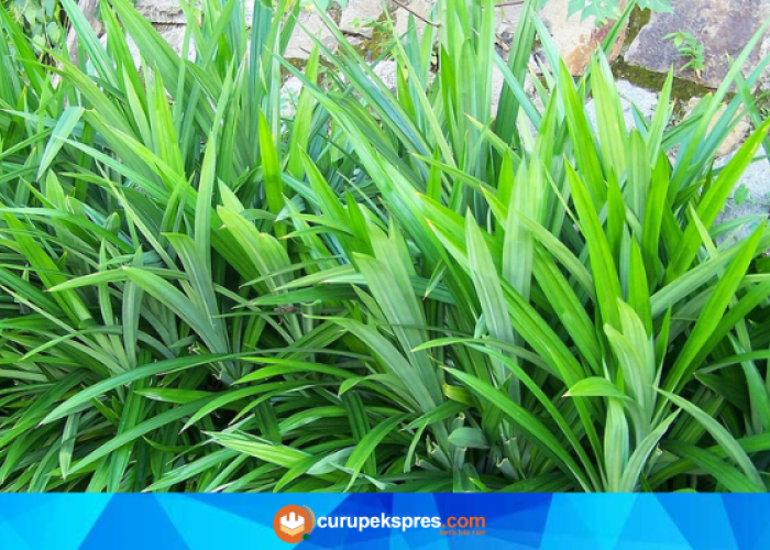 4 Fakta Menarik Tentang Daun Pandan, Ternyata Bisa Menurunkan Kadar Gula Darah