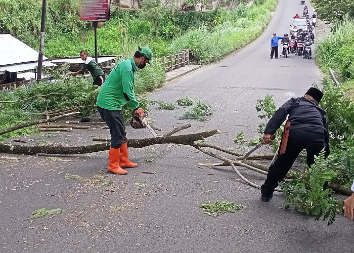 Ngeri Pohon Tumbang, Masyarakat Beri Usulan Pemangkasan Pohon