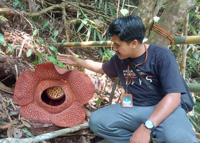 Rafflesia Mekar Cantik di Kepahiang, Lokasinya Disini!! 