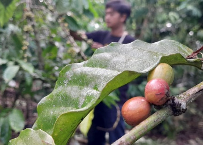 Harga Kopi Menanjak , Hasil Panen Menurun