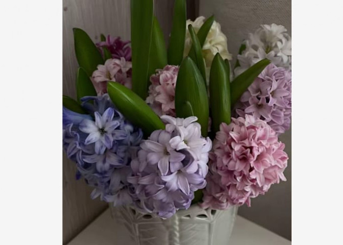 Bunga Hyacinth, wangi Lembut di Balik Warna yang Memikat Hati